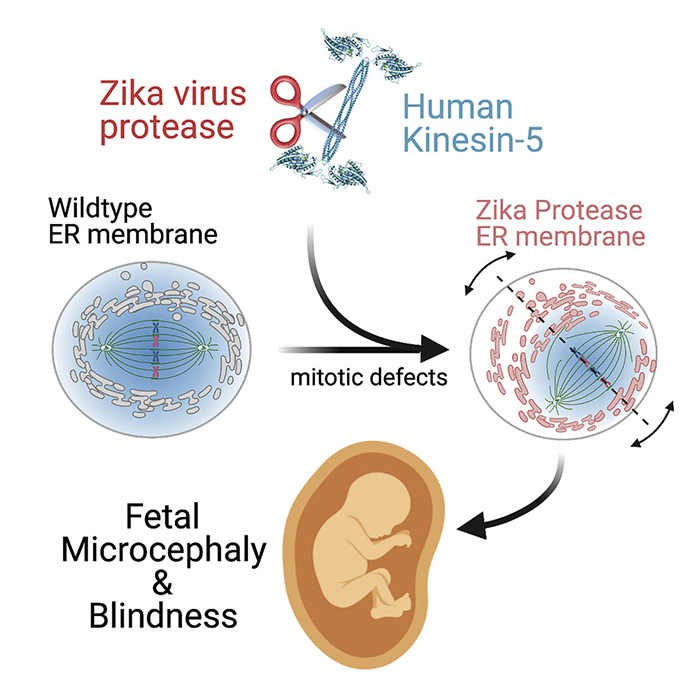 Zika research graphic